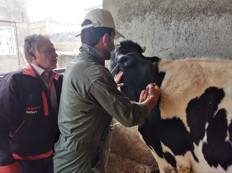 فاز دوم واکسیناسیون تب برفکی در جمعیت دام سبک و سنگین استان مرکزی آغاز شد